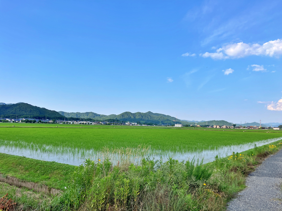 緑肥で、土本来の力を整える