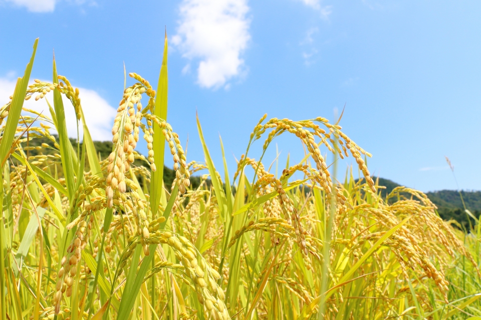 毎日食べるお米だから、栽培背景まで丁寧に