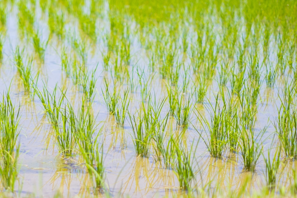 菊池川の水と砂地の土が育む粒立ち